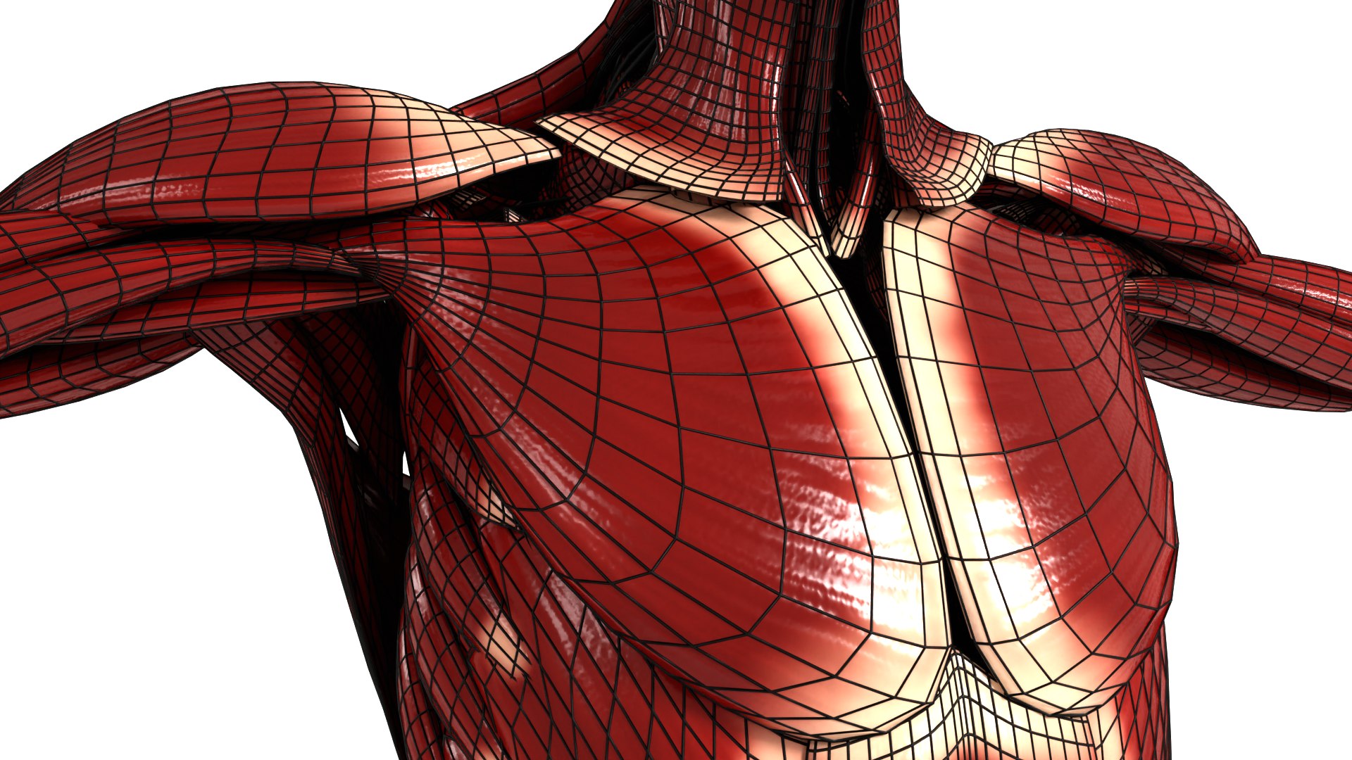 FemaleFullAnatomy 3D https://p.turbosquid.com/ts-thumb/Jb/gAuq4E/Cx/female_v11/png/1692868685/1920x1080/fit_q87/cdc654c7687fdd16041116d403c13b1940af141f/female_v11.jpg