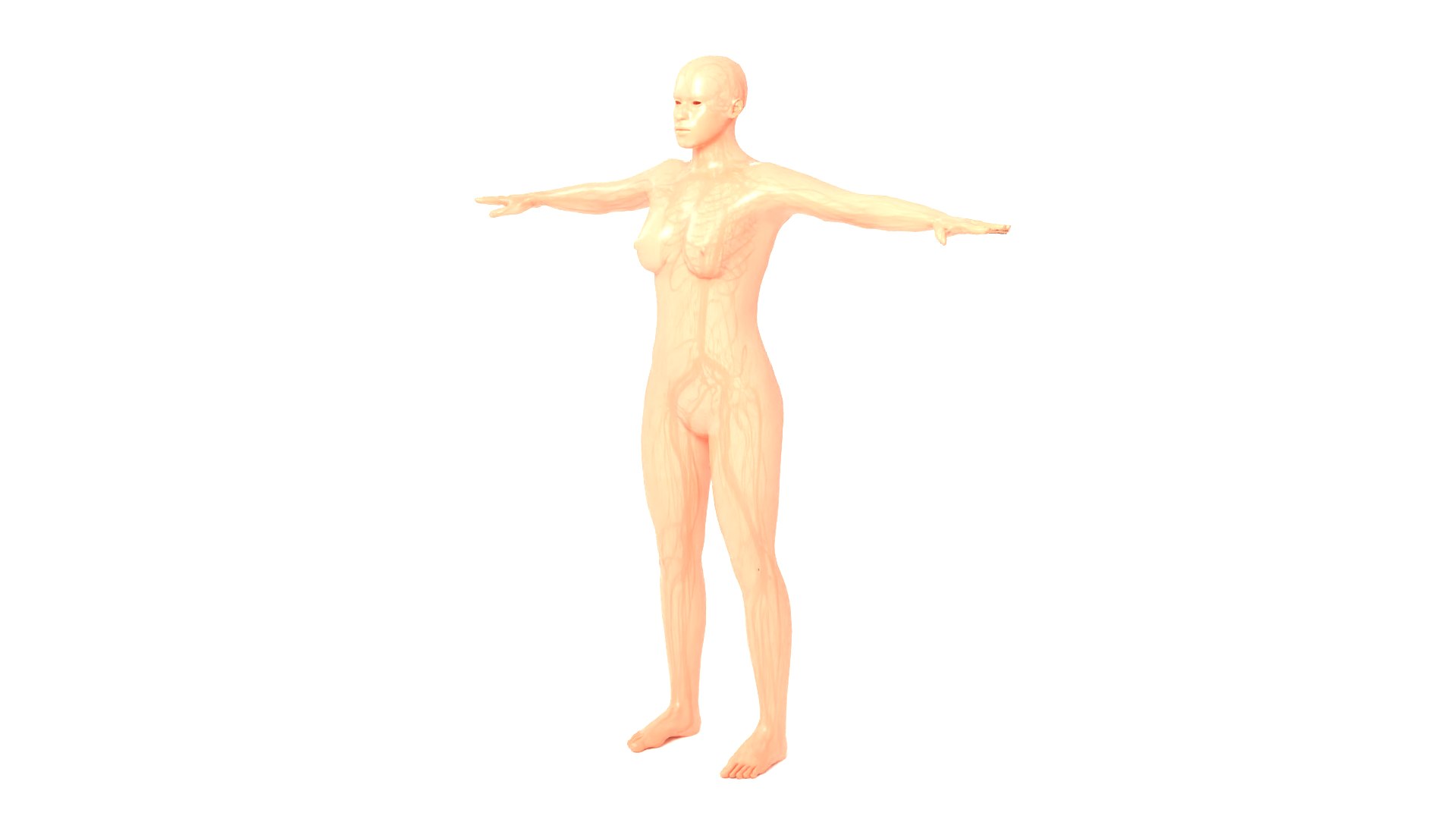 FemaleFullAnatomy 3D https://p.turbosquid.com/ts-thumb/Jb/gAuq4E/YL/female_v12/png/1692868680/1920x1080/fit_q87/8078e42167ff36de4b30e87c5eb725365f6a3b5c/female_v12.jpg