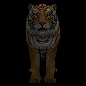 3D Tiger Ready for Game and Animation model