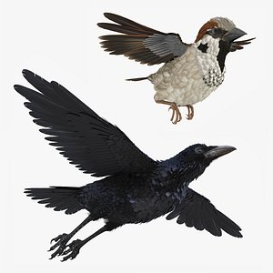 3D model rigged raven sparrow