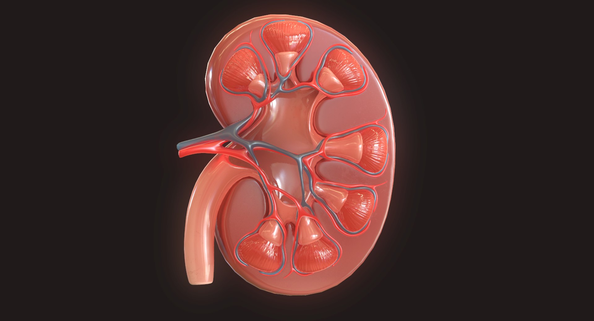 Human Kidney 3D - TurboSquid 1424548