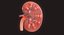 Human Kidney