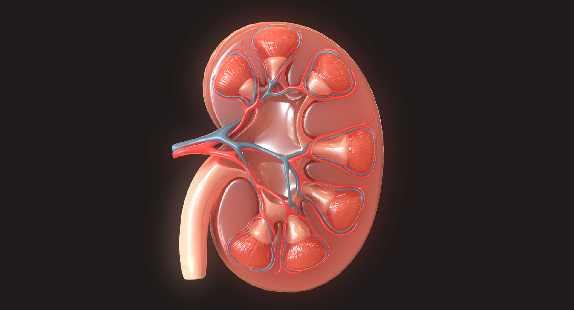 Human Kidney 3D - TurboSquid 1424548