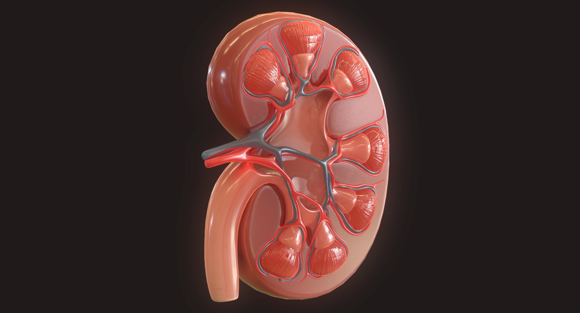 human kidney 3D https://p.turbosquid.com/ts-thumb/Jc/7c3QRh/FqJXg7iS/4/png/1562677282/1920x1080/fit_q87/a4f98f5c6841bfeff4dc10dafb01020774396442/4.jpg