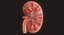 Human Kidney