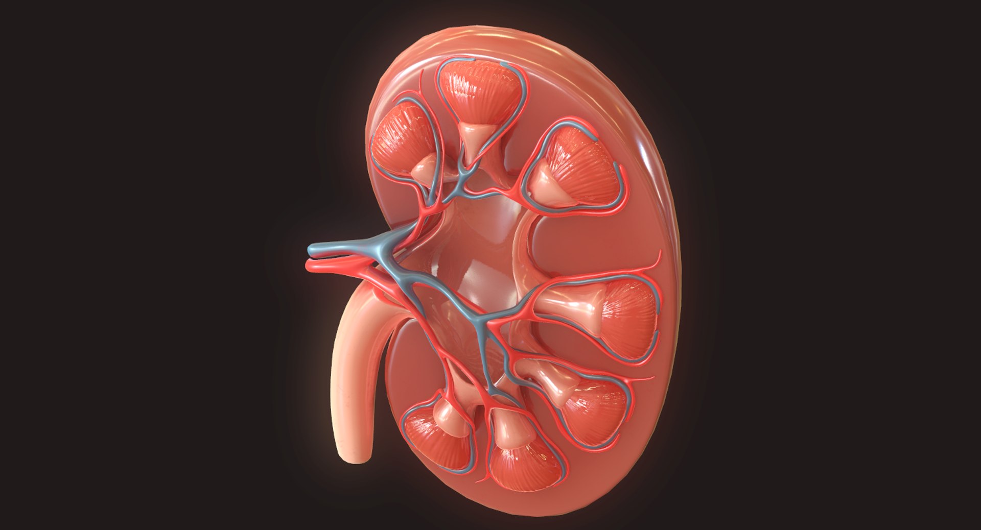human kidney 3D https://p.turbosquid.com/ts-thumb/Jc/7c3QRh/LpRelWhY/7/png/1562677282/1920x1080/fit_q87/f2c757d99e82c95612b17a5ab4fdf8a685939168/7.jpg