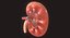 Human Kidney