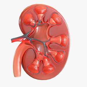human kidney 3D