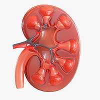 Human Kidney