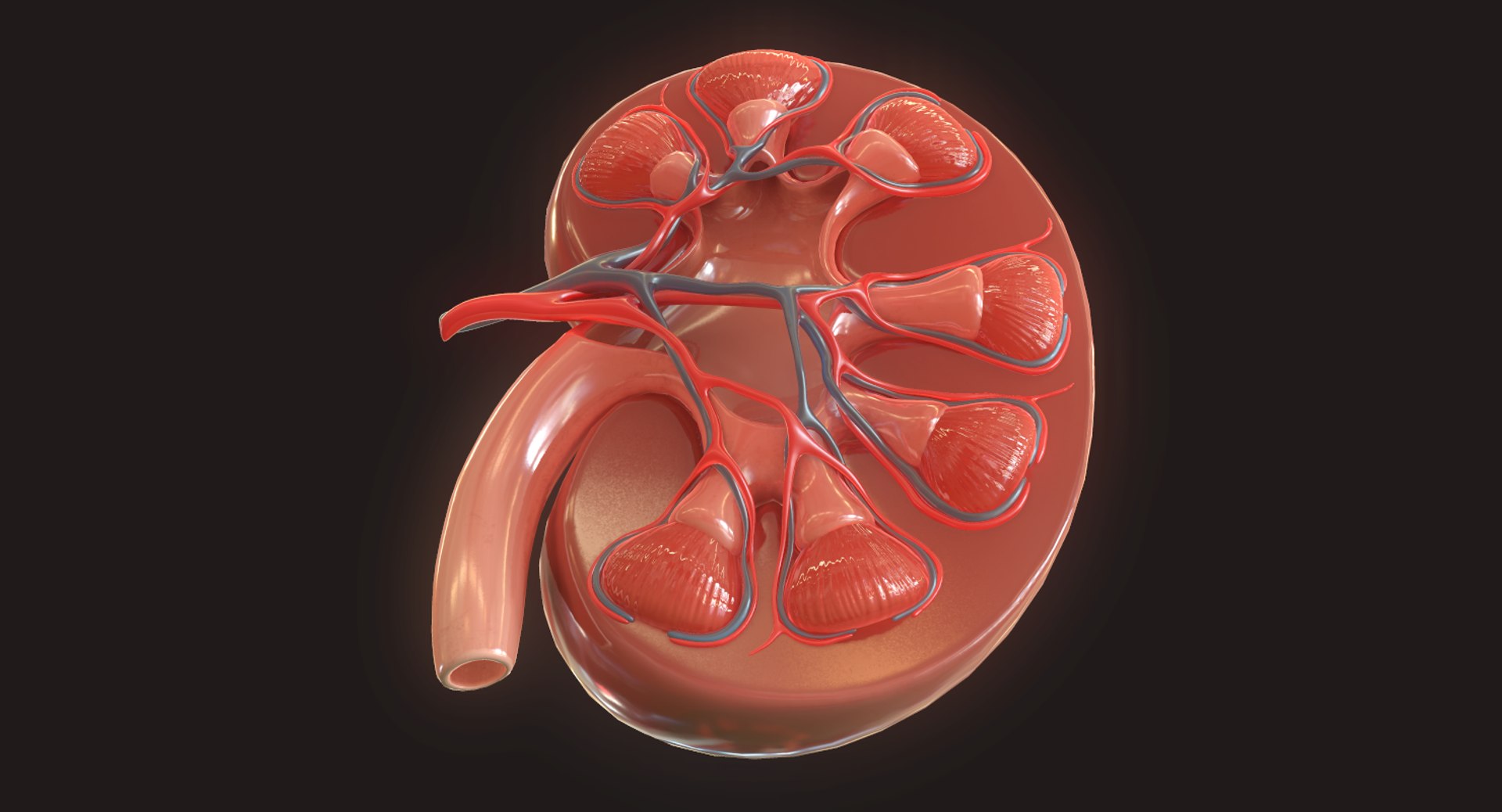 Human Kidney 3D - TurboSquid 1424548