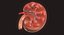 Human Kidney