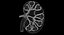 Human Kidney