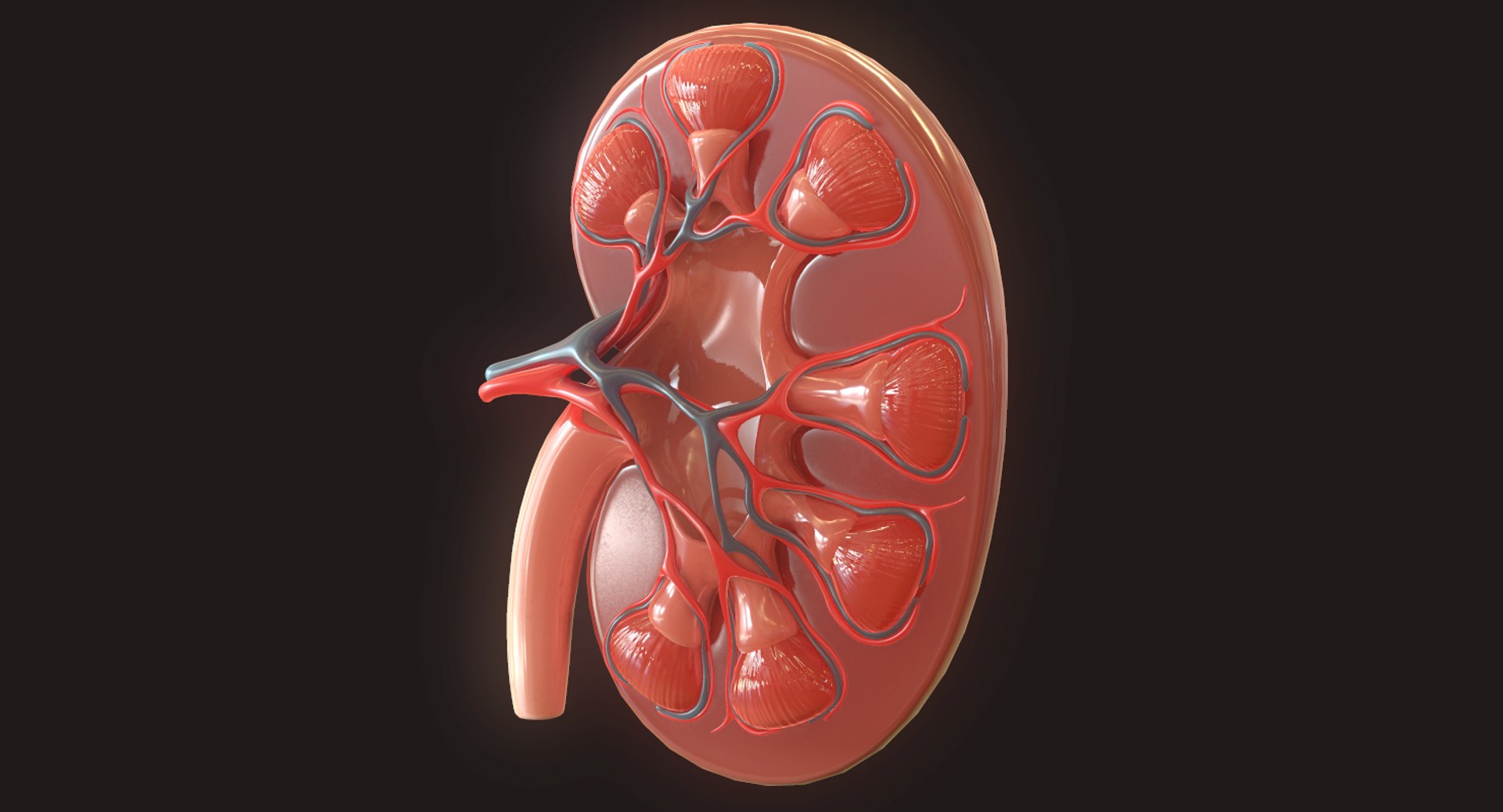 human kidney 3D https://p.turbosquid.com/ts-thumb/Jc/7c3QRh/YH8q8jyE/3/png/1562677282/1920x1080/fit_q87/987cbce0500ccb8ff30b5293a2ec5ce97cc09329/3.jpg