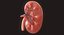 Human Kidney