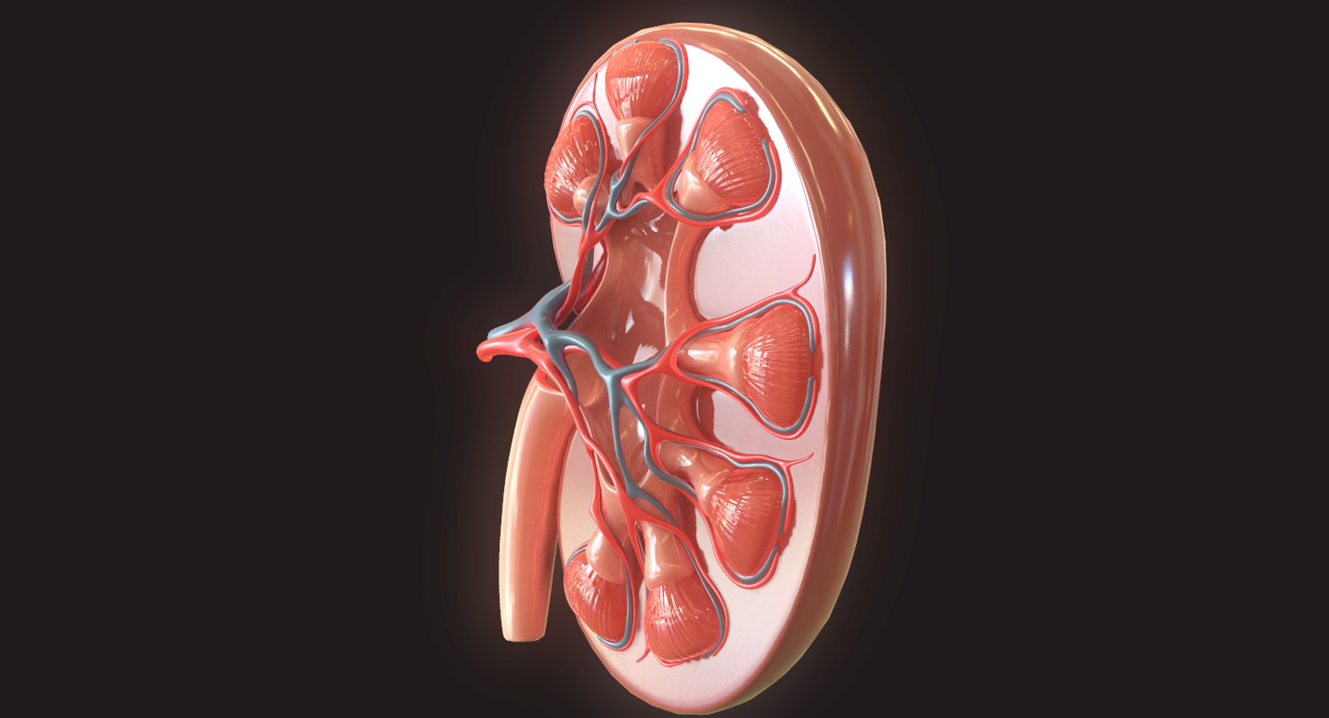 human kidney 3D https://p.turbosquid.com/ts-thumb/Jc/7c3QRh/YNyY8R6e/12/png/1562677282/1920x1080/fit_q87/ef48fafc0a02373e7fdc4c0509c265ce2e2f3f84/12.jpg
