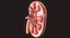 Human Kidney