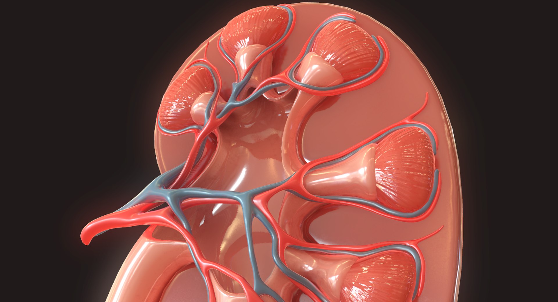 human kidney 3D https://p.turbosquid.com/ts-thumb/Jc/7c3QRh/kfN5L6dN/11/png/1562677282/1920x1080/fit_q87/d7cda90bb833368a73bb255f2a62e556e8a59f02/11.jpg