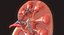 Human Kidney