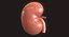 Human Kidney