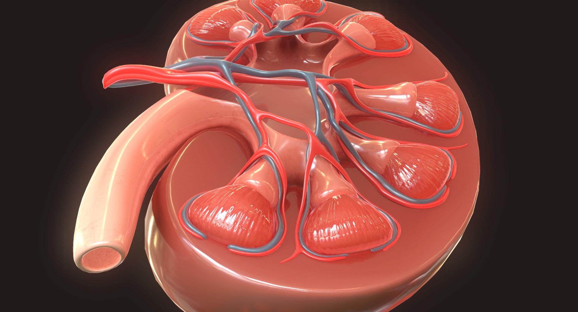 human kidney 3D https://p.turbosquid.com/ts-thumb/Jc/7c3QRh/pxIdulvC/10/png/1562677282/1920x1080/fit_q87/a6a9359699e3fc3008c79ce562d4d123605083f1/10.jpg