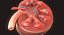 Human Kidney