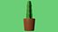 Usine de cactus