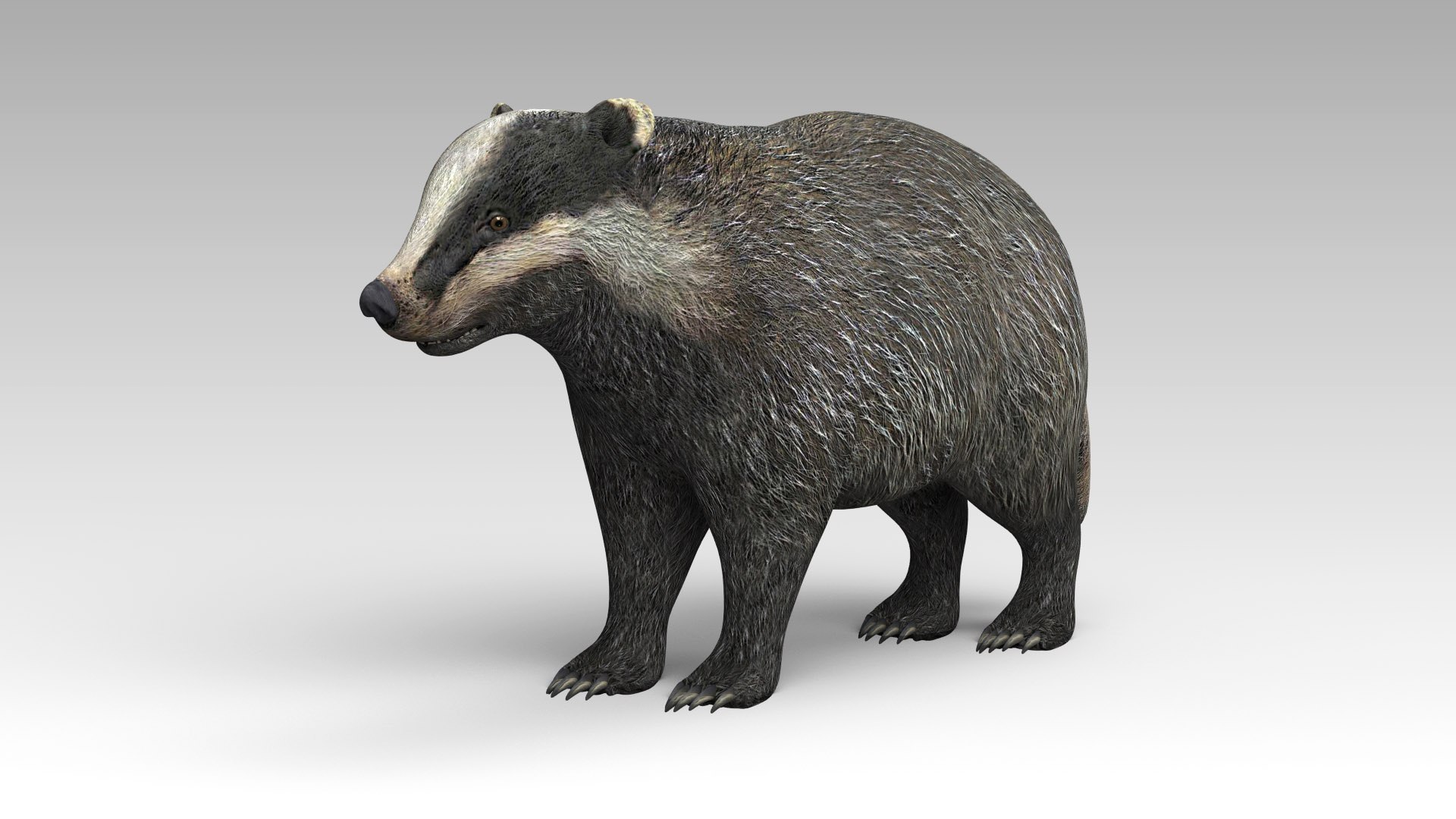 modelo 3d Tejón - TurboSquid 1508560