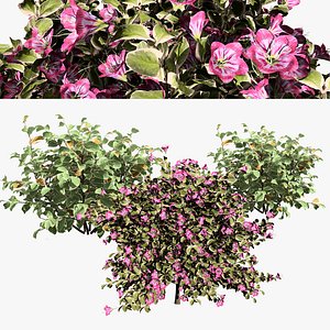 Monet Weigela shrub 3d pack