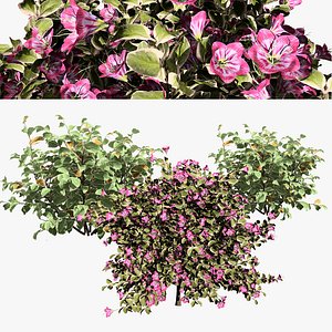 Monet Weigela shrub 3d pack