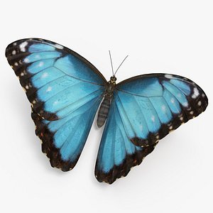 morpho peleides butterfly rigged model
