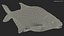 Abramis Brama 3D model