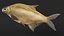 Abramis Brama 3D model