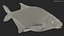 Abramis Brama 3D model