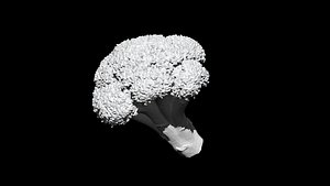 3D broccoli 3D CT scan model decimate 5percent