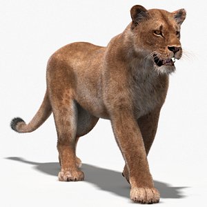 Animated Lioness 3D Model Fur