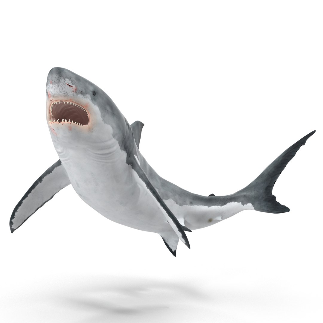 Great White Shark Rigged 3D model preview
