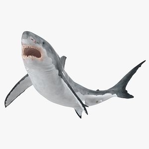 3d model great white shark rigged