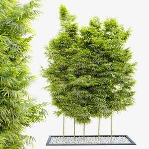 Bamboo in gravel base 3D model