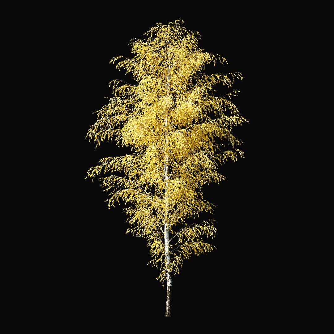 Birch Autumn v01 11-12m model https://p.turbosquid.com/ts-thumb/Jc/x0NzWt/3a/birchautumn_05/jpg/1633296542/1920x1080/fit_q87/effd1f9bea58520b6edae27afef59529ae90ec8a/birchautumn_05.jpg