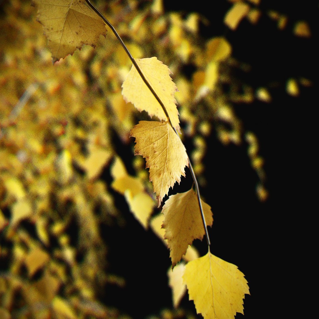 Birch Autumn v01 11-12m model https://p.turbosquid.com/ts-thumb/Jc/x0NzWt/5z/birchautumn_04/jpg/1633296543/1920x1080/fit_q87/e0425954b05f71566bd3239e1fc4cc5fb8a3d651/birchautumn_04.jpg