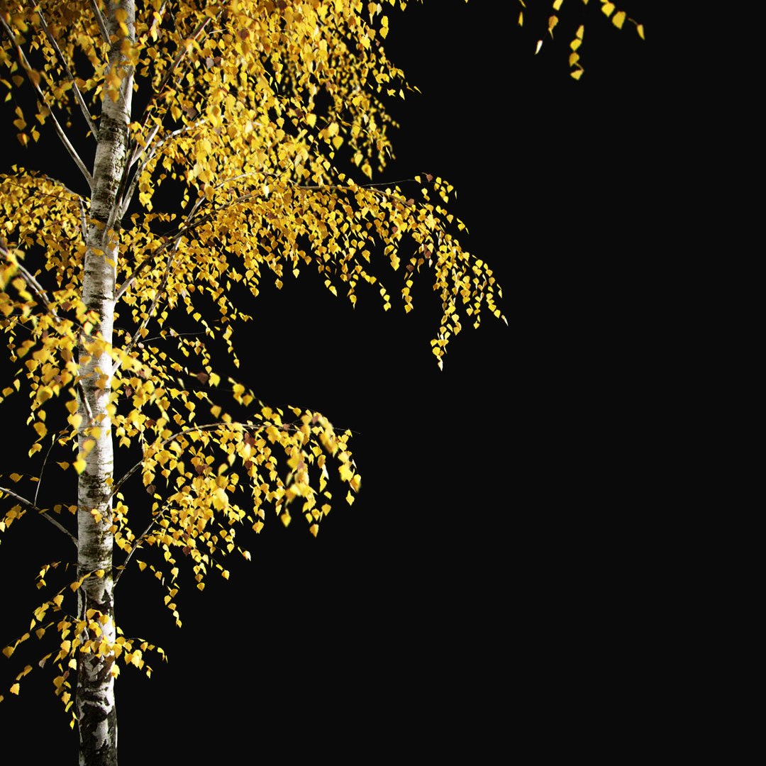 Birch Autumn v01 11-12m model https://p.turbosquid.com/ts-thumb/Jc/x0NzWt/D0/birchautumn_02/jpg/1633296542/1920x1080/fit_q87/0f4bbc3d88fd064231fc9b2c5287818c9b38934b/birchautumn_02.jpg