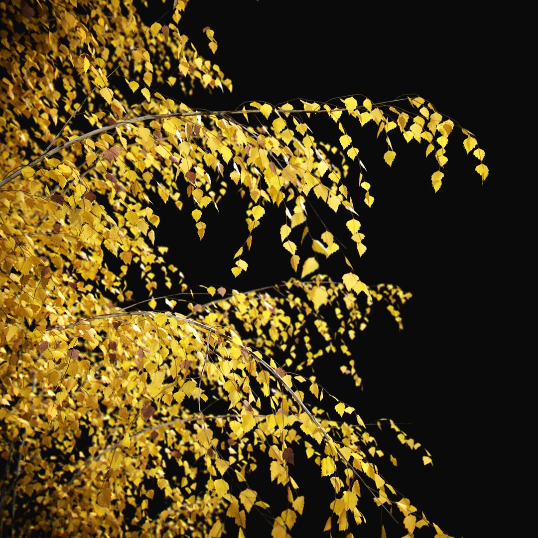 Birch Autumn v01 11-12m model https://p.turbosquid.com/ts-thumb/Jc/x0NzWt/Dc/birchautumn_03/jpg/1633296543/1920x1080/fit_q87/4e6a3ad04d5a65382b6872c20ea2820b7a86eb4a/birchautumn_03.jpg