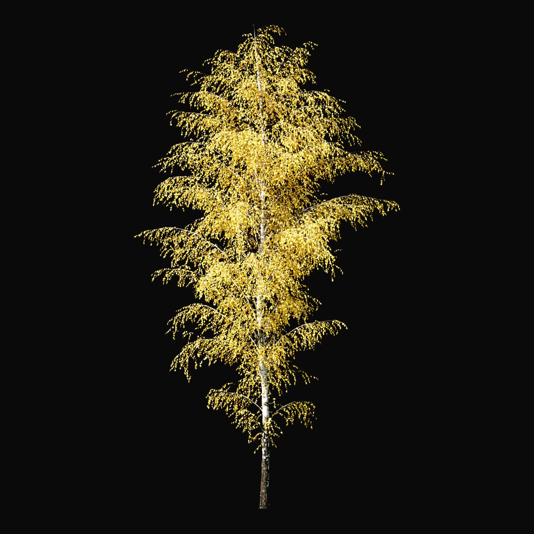 Birch Autumn v01 11-12m model https://p.turbosquid.com/ts-thumb/Jc/x0NzWt/Qm/birchautumn_07/jpg/1633296542/1920x1080/fit_q87/38ccd2c52ab08014b1de1369030f8f18f289dfdb/birchautumn_07.jpg