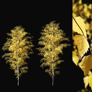 Birch Autumn v01 11-12m model