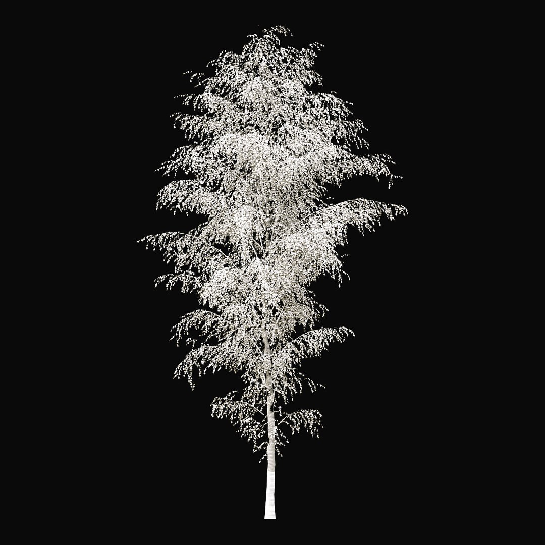 Birch Autumn v01 11-12m model https://p.turbosquid.com/ts-thumb/Jc/x0NzWt/ZD/birchautumn_08/jpg/1634808883/1920x1080/fit_q87/25d6f93a308d2216854f7f300053d68c08ff1cd1/birchautumn_08.jpg