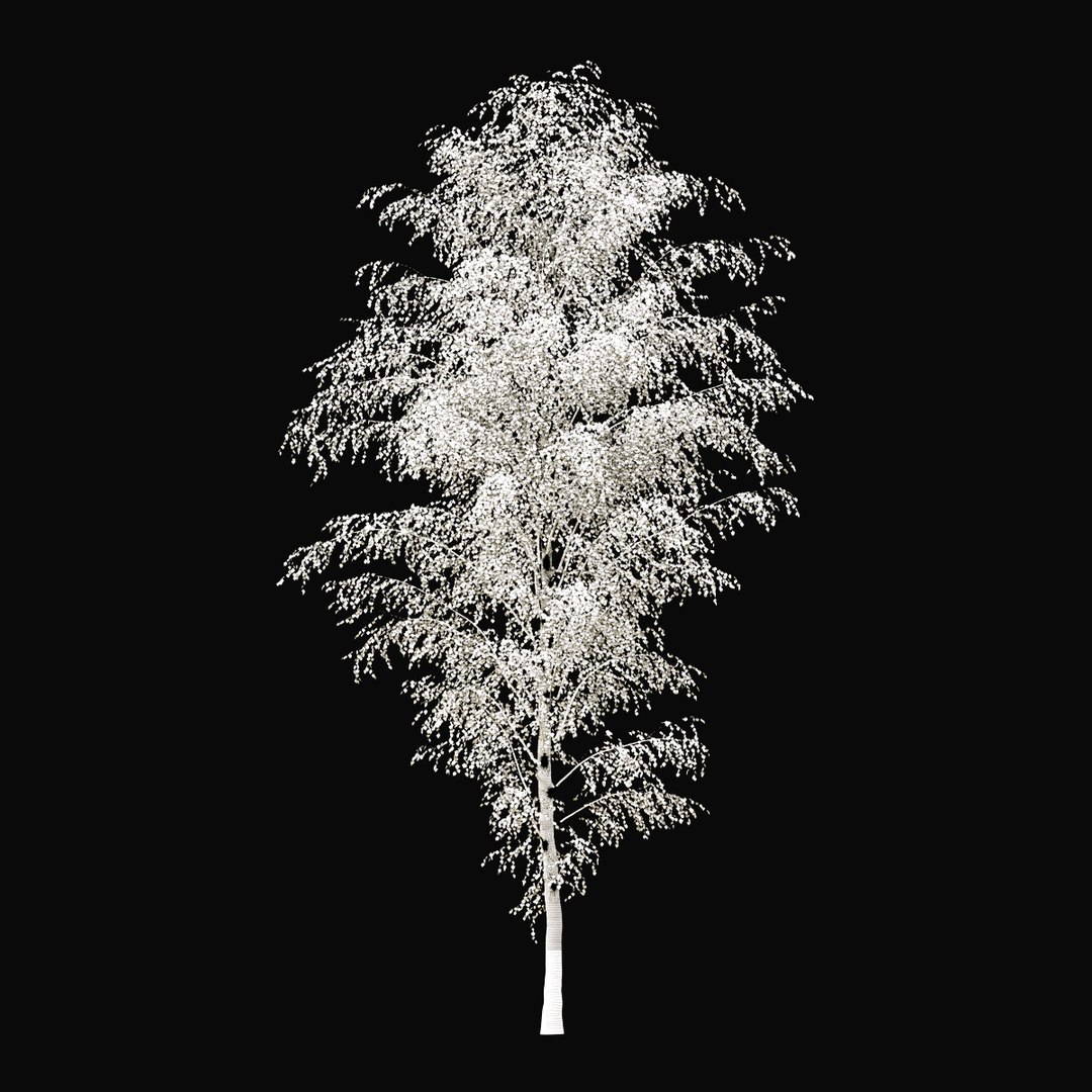 Birch Autumn v01 11-12m model https://p.turbosquid.com/ts-thumb/Jc/x0NzWt/jA/birchautumn_06/jpg/1634808861/1920x1080/fit_q87/8a19abde0ddbdb0063f76d5489786a7d19ae46f3/birchautumn_06.jpg