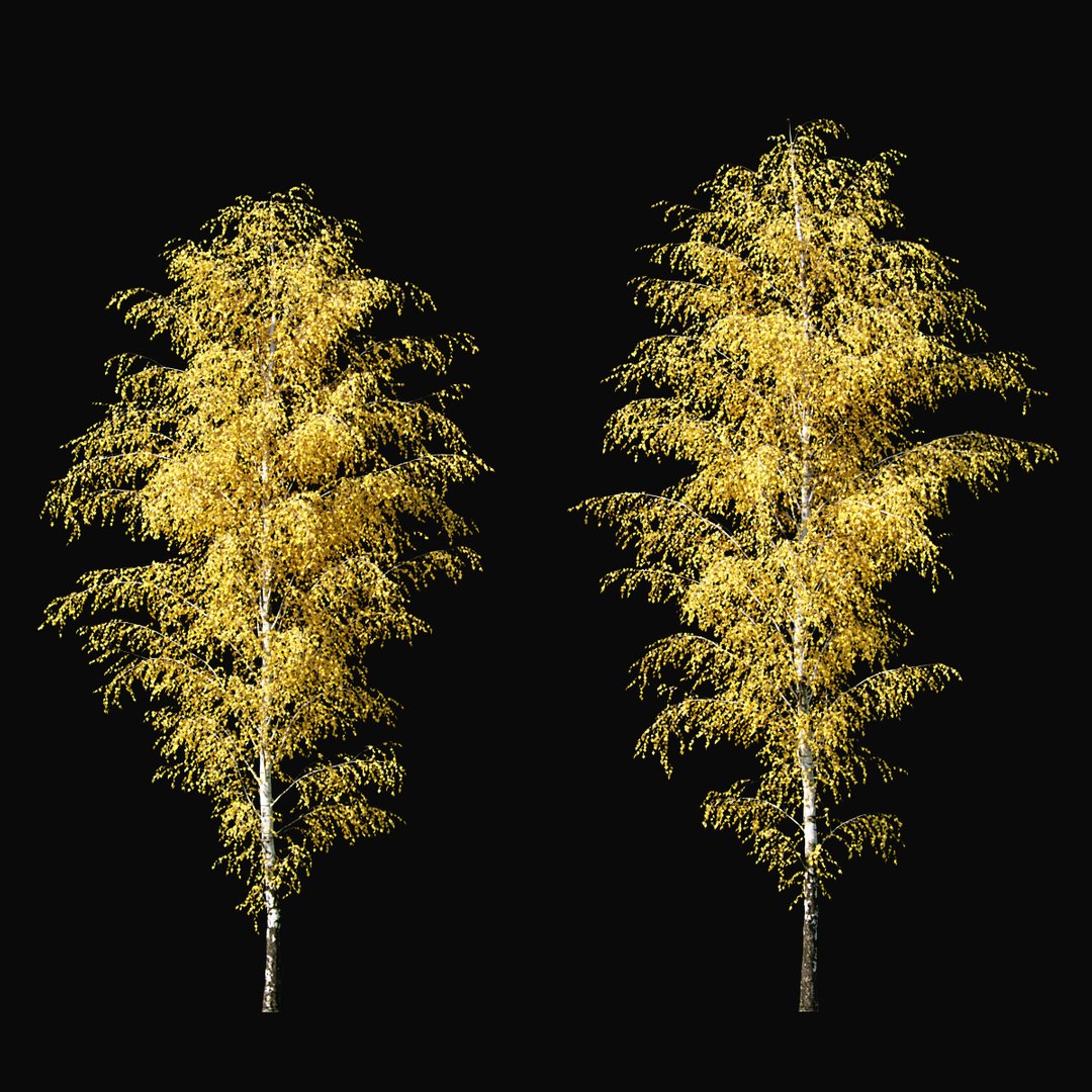 Birch Autumn v01 11-12m model https://p.turbosquid.com/ts-thumb/Jc/x0NzWt/nA/birchautumn_01a/jpg/1633296541/1920x1080/fit_q87/883e0c820fc8353bab9fe251139ceefac1d15227/birchautumn_01a.jpg