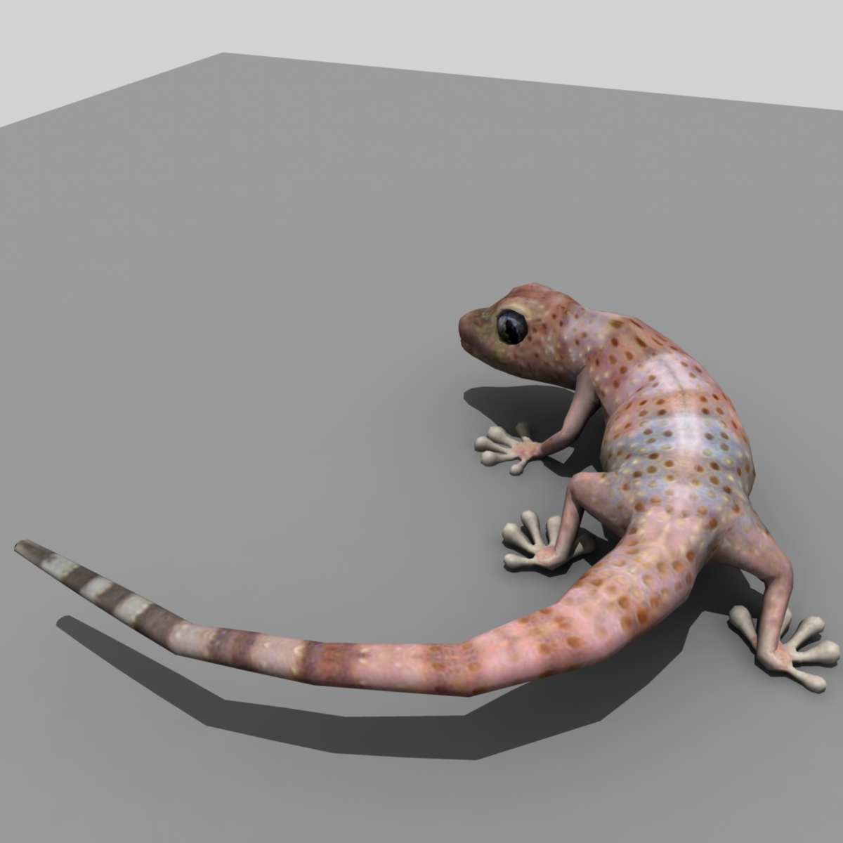 model realistic gecko animations
