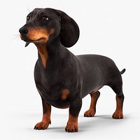 Domestic Wiener Dog with Short Legs Black