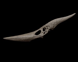 Pteranodon Skull 3D model